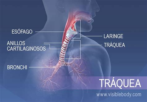 Esquema de las vías respiratorias y la tráquea humana