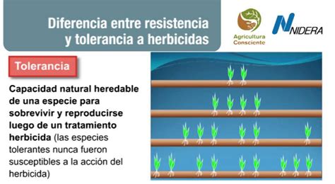 Representación esquemática de la resistencia y tolerancia de malezas a herbicidas, comparando la capacidad de supervivencia de biotipos resistentes versus poblaciones tolerantes o susceptibles ante una dosis letal de herbicida.