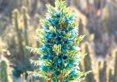 Planta de Puya chilensis (chagual) en su hábitat natural