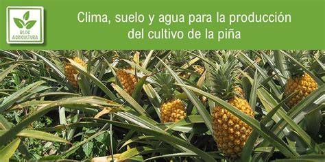 Infografía: Requerimientos de suelo y clima para el cultivo de piña