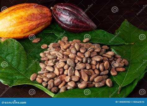 Imagen de semillas de cacao secas en un árbol.