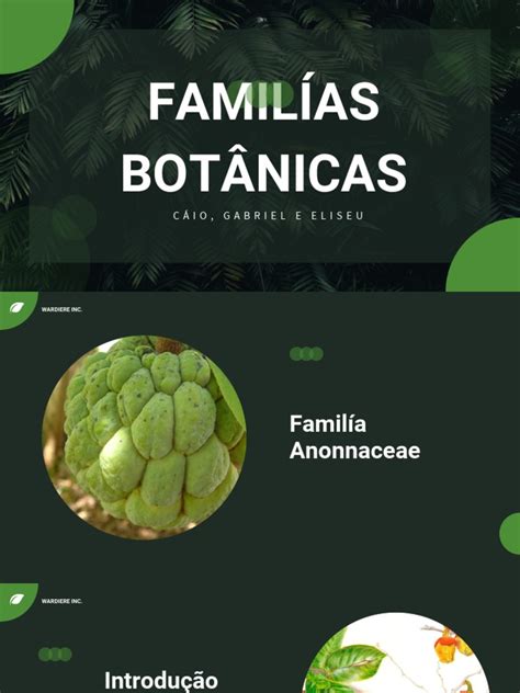 Gráfico comparativo de familias botánicas y sus beneficios nutricionales según el color