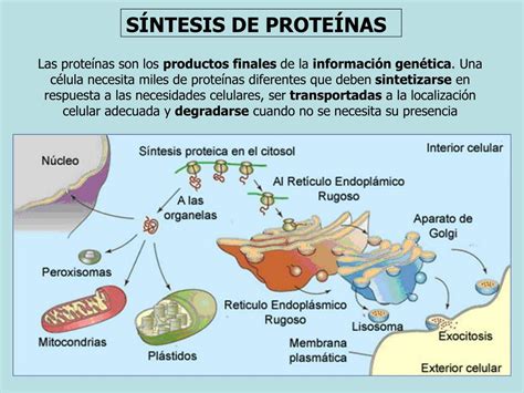 Esquema: proceso de síntesis muscular tras el consumo de proteínas de suero y caseína después del ejercicio