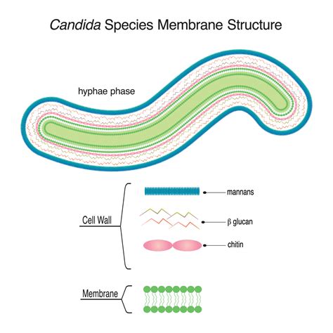 Esquema de la estructura celular de Candida albicans mostrando la pared celular y componentes citoplasmáticos