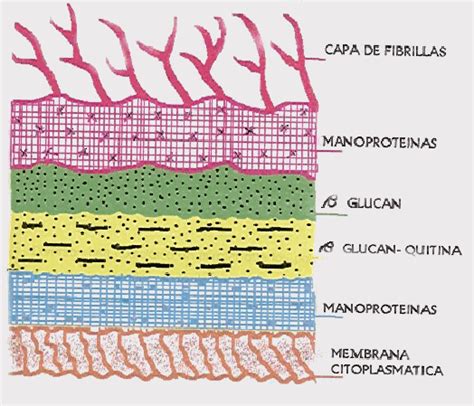 Diagrama esquemático de las capas de la pared celular de C. albicans: manoproteínas, glucanos y quitina