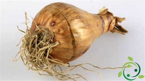 Representación de un bulbo de cebolla con símbolos esotéricos o antiguos jeroglíficos egipcios