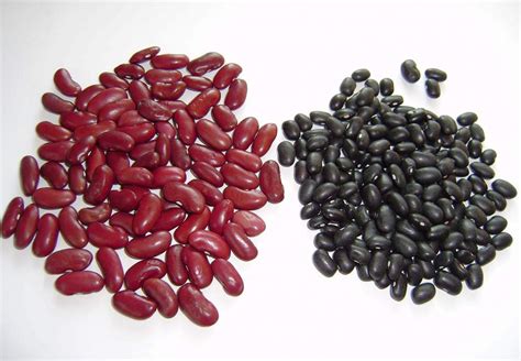 Infografía comparativa de las variedades de porotos: blancos, negros y rojos con sus nutrientes principales