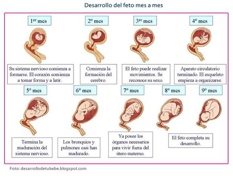 Esquema detallado del desarrollo fetal a las 16 semanas de gestación, mostrando órganos y extremidades.