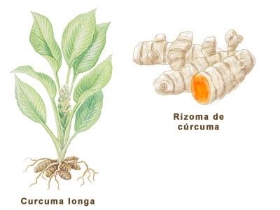 Esquema de la planta de Curcuma longa con su rizoma (raíz)