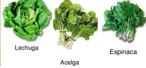 Ilustración de hoja de espinaca, brócoli y acelga