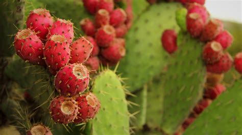 Ilustración de tunas rojas y verdes frescas junto a un nopal.