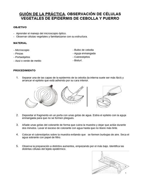 Esquema paso a paso de la extracción de la epidermis de cebolla y su montaje en portaobjetos.