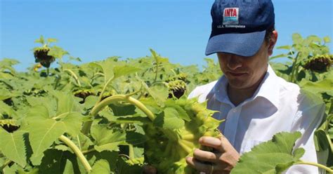 Investigadores del INTA trabajando con variedades de porotos en campo o laboratorio