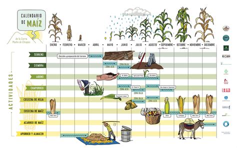 Calendario de siembra ideal del maíz con factores climáticos
