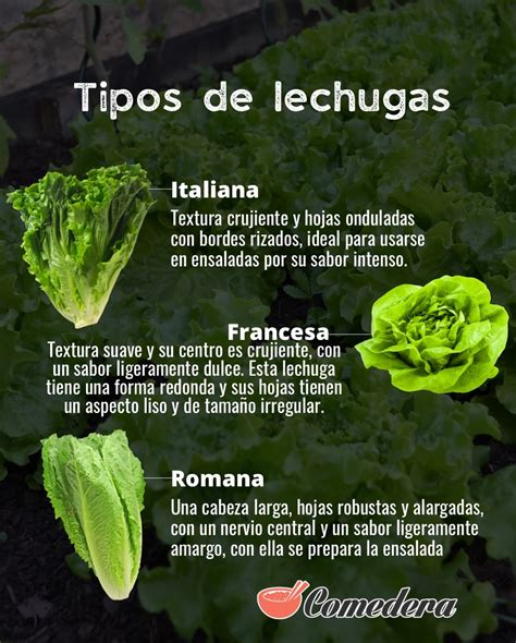 Ilustración de lechuga romana con hojas alargadas y nervio central marcado.