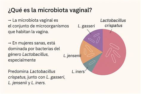 Esquema sobre la microbiota vaginal, el equilibrio del pH y los factores que pueden alterarlo, como el sudor, la dieta y las infecciones.