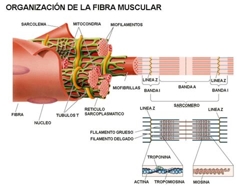 Esquema sobre la estructura muscular de la carne y cómo reacciona ante diferentes fuentes de calor (coagulación de proteínas vs. ablandamiento de colágeno)