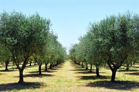 Campo de olivos en la Toscana, Italia