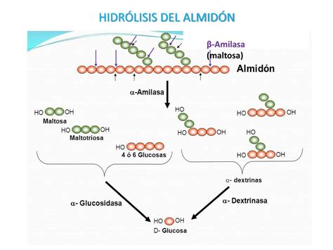 Infografía mostrando la conversión de almidón a azúcares en plátanos durante la maduración