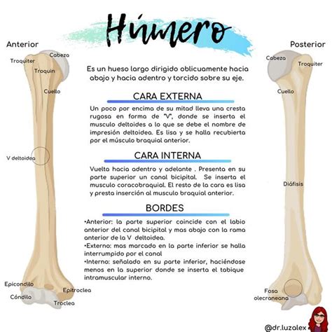 Infografía: Partes del choclo humero y sus características