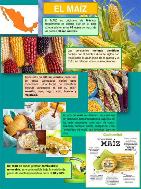 Infografía sobre las variedades de maíz en México