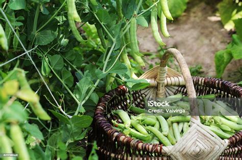 Campo de arvejas verdes listo para la cosecha