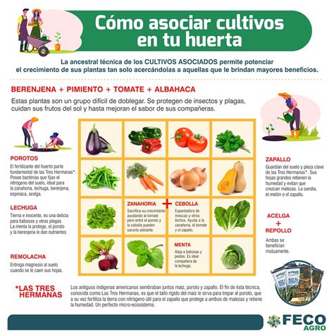 Infografía detallada sobre los beneficios de la asociación de cultivos