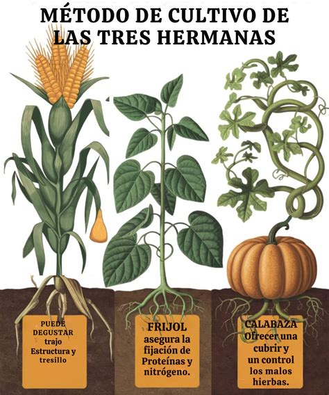 Esquema visual del método de cultivo de Las Tres Hermanas