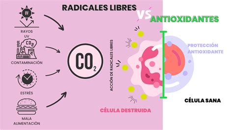 Infografía didáctica explicando el proceso de oxidación celular por radicales libres y la acción protectora de los antioxidantes