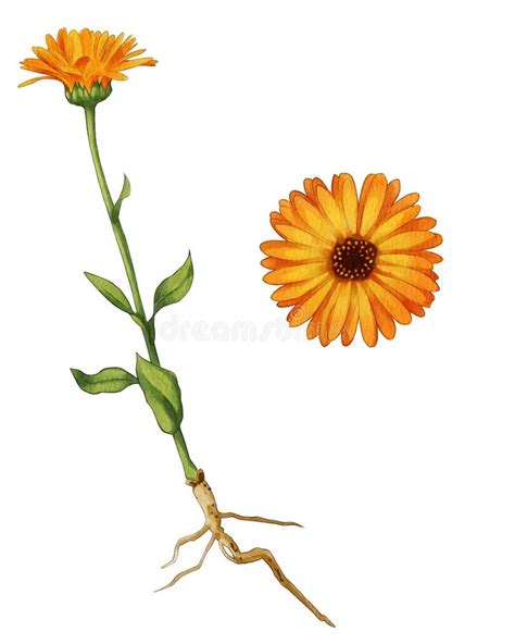 Ilustración botánica detallada de una planta de ají, mostrando sus raíces, tallo, hojas, flores y frutos.