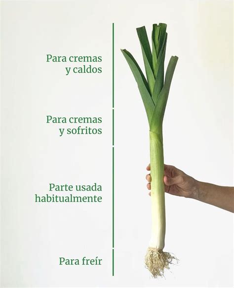 Diagrama mostrando las partes del puerro (blanca, verde, raíces) y cómo limpiarlas