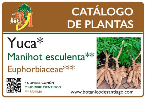 Esquema botánico de la planta de yuca (Manihot esculenta) mostrando sus raíces tuberosas
