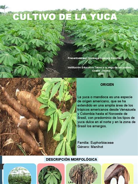 Mapa de la distribución original y actual del cultivo de la yuca en el mundo