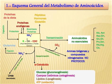Esquema del impacto de la temperatura en el metabolismo de los peces