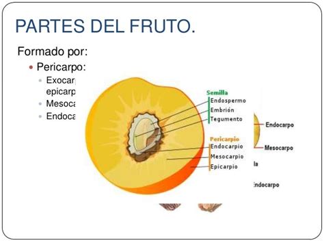 Esquema anatómico de una nuez, mostrando su clasificación botánica como drupa, el involucro, la cáscara y el fruto interno.
