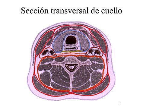 Diagrama del corte de cuello para la sangría en pollos.