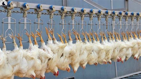 Máquina de preenfriado de pollos en un matadero industrial.