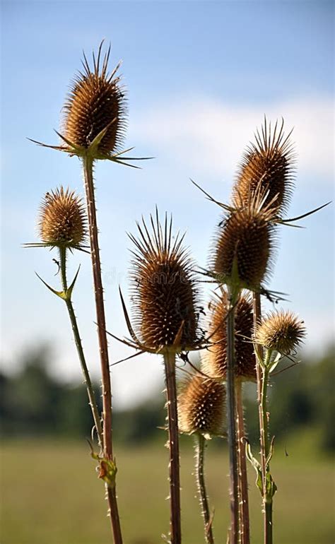 Fotografía de flores de cardo seco preparadas para ser utilizadas como coagulante vegetal