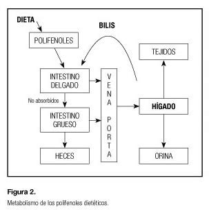 Esquema sobre la interacción de los polifenoles de la manzana con la microbiota intestinal.