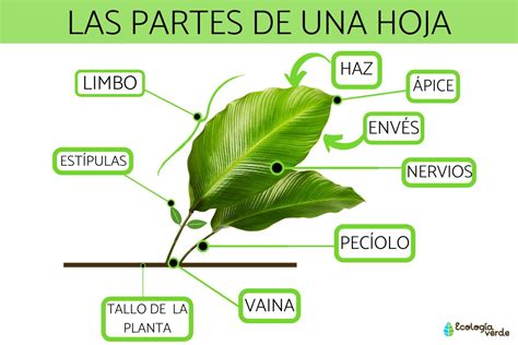 Diagrama de las partes de una hoja de maíz, limbo y pecíolo
