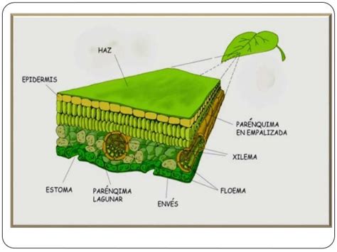 Esquema de la epidermis de una hoja de monocotiledónea con estomas y células buliformes