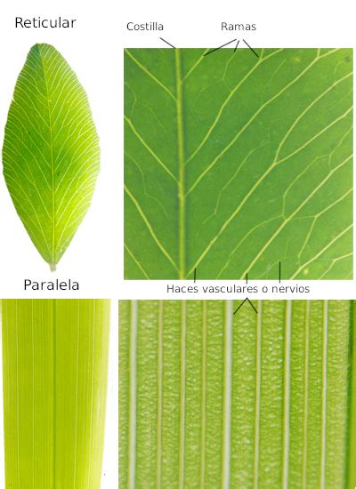 Diagrama de nerviación paralela en hoja de maíz