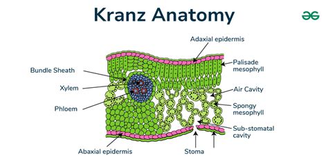 Esquema de la anatomía de Kranz en una hoja de maíz