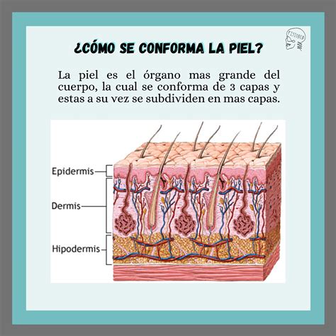Esquema de las capas de una manzana, mostrando la piel y su capa cerosa natural