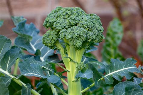 Campo de cultivo de bimi con sus características flores similares al brócoli