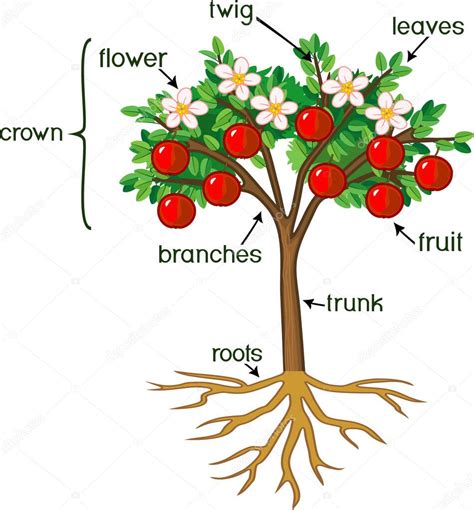 Esquema de un manzano con detalles de sus partes, incluyendo hojas y frutos