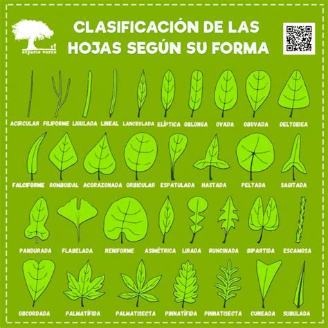 Close-up de una hoja de manzano mostrando su forma elíptica/ovalada, bordes aserrados y textura