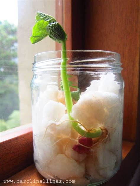 Materiales para germinar un frijol en algodón: vaso, algodón, frijoles, agua