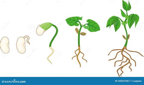 Secuencia fotográfica del crecimiento de un frijol germinado en algodón (radícula, brote, hojas)