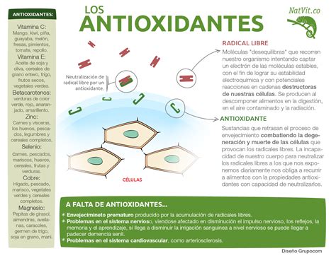 Infografía sobre los antioxidantes recomendados para la piel y su función en la neutralización de radicales libres.